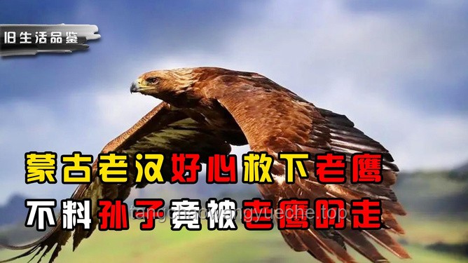蒙古老汉与老鹰奇缘：人与自然和谐共生新趋势？